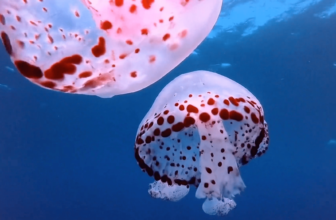 Google Expands Veo AI Video Generator To Cloud Prospects