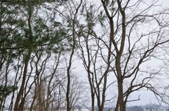 The Little Issues E-newsletter #453 – Life, laughter, and many nice meals!