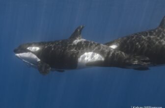 Orcas Fake to Drown Every Different in Uncommon Coaching Session Caught on Digicam