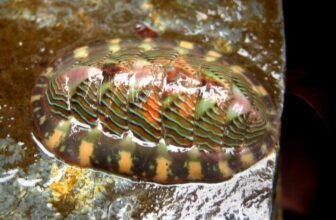 The Weird Organic Trick That Makes Mollusk Tooth More durable Than Metal