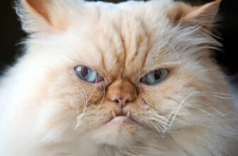 One other Cat Euthanized After Consuming Uncooked Meals Tainted With Chicken Flu