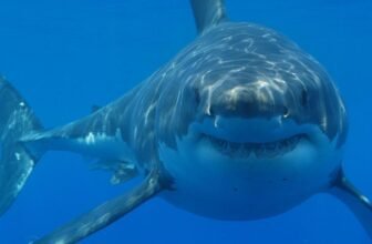 Report-Breaking Nice White Shark Spent the Summer season Close to Widespread Seashores