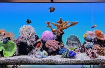 You do not want a brand new Roku; it is advisable clear the cache