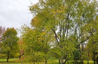 The Little Issues Publication #493 – Life, laughter, and many nice meals!