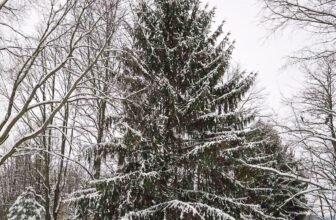 The Little Issues E-newsletter #500 – Life, laughter, and plenty of nice meals!